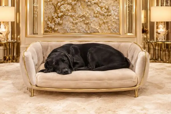 An adult black Labrador Retriever dog sleeping soundly on a creamy beige luxury dog sleeping sofa with gold trim.